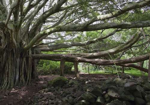 The Longest and Oldest Family Trees in the World